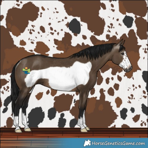 Horse Color:Gray Brown Dun Frame Rabicano 