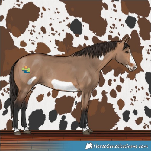 Horse Color:Bay Dun Frame Rabicano 