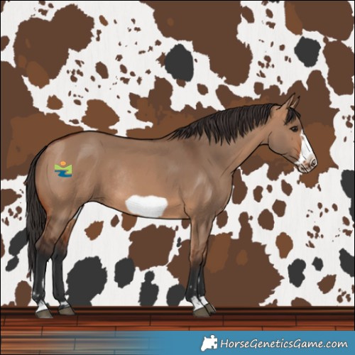 Horse Color:Bay Dun Frame Rabicano