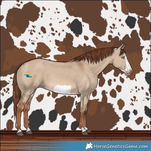Horse Color:Red Dun Frame Rabicano 