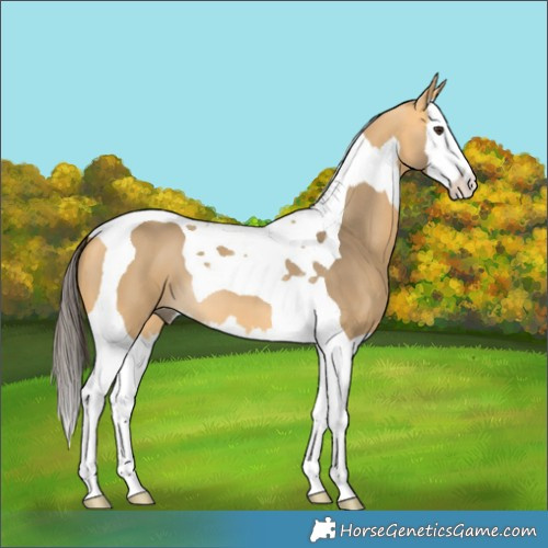 Horse Color:Buckskin Dun Splash Tobiano 