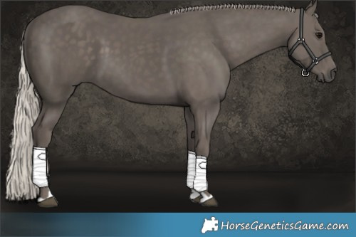 Horse Color:Silver Black