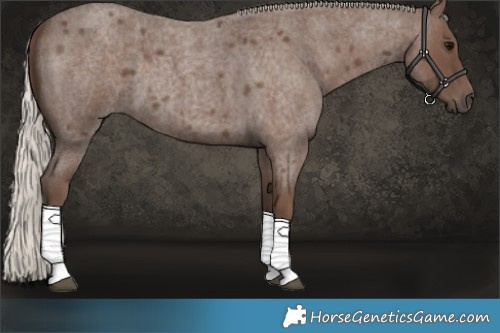 Horse Color:Silver Blue Roan 