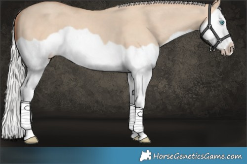 Horse Color:Silver Classic Champagne Dun Splash Frame 