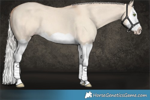 Horse Color:Silver Classic Champagne Dun Splash Frame
