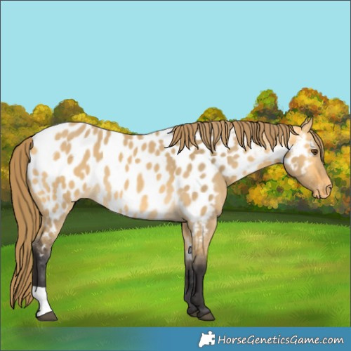 Horse Color:Buckskin Dun Appaloosa