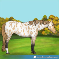 Horse Color:Buckskin Dun Appaloosa 
