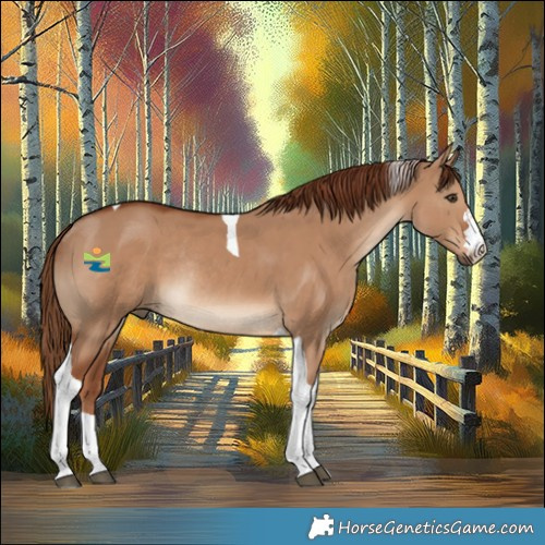 Horse Color:Red Dun Tobiano Rabicano 