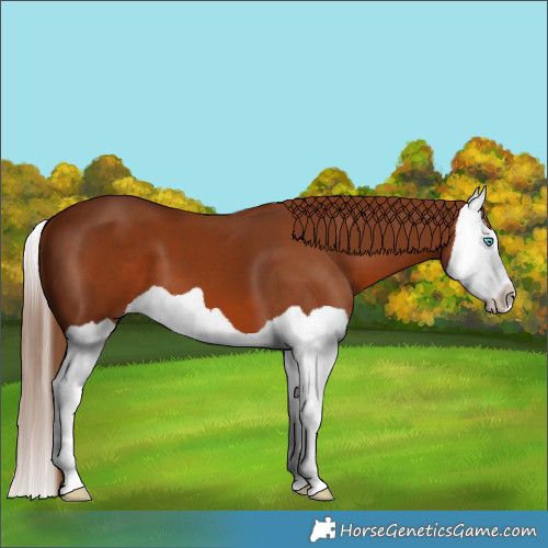 Horse Color:Chestnut Splash