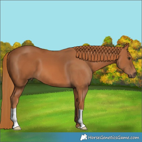 Horse Color:Chestnut 