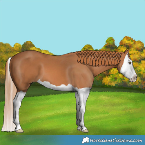 Horse Color:Chestnut Splash