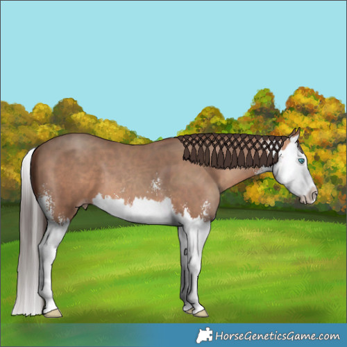 Horse Color:Sable Champagne Sabino Splash