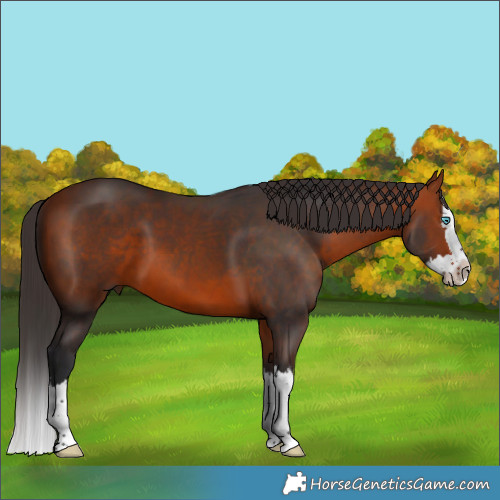 Horse Color:Bay Splash 