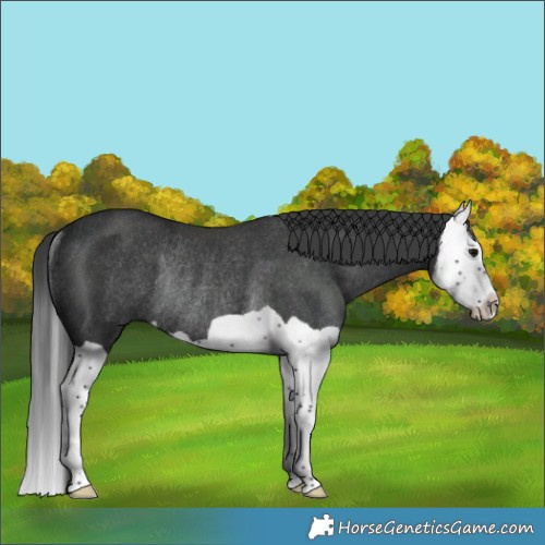 Horse Color:Black Splash Rabicano 