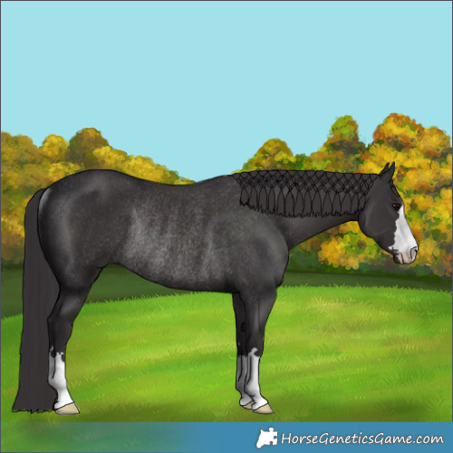 Horse Color:Smoky Black Rabicano 