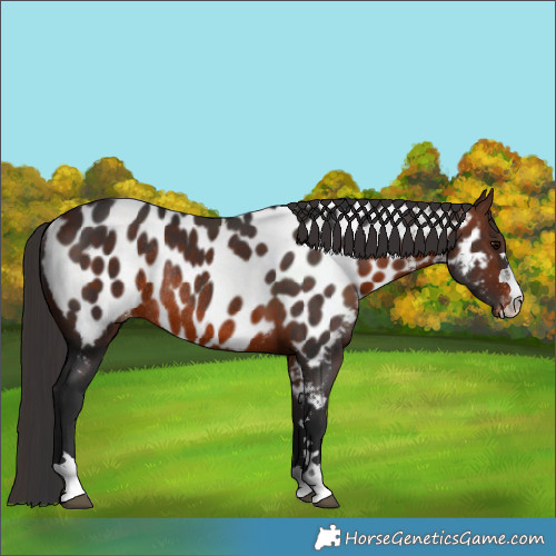 Horse Color:Brown Near Leopard Rabicano 