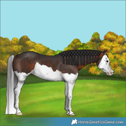 Horse Color:Brown Splash Rabicano 