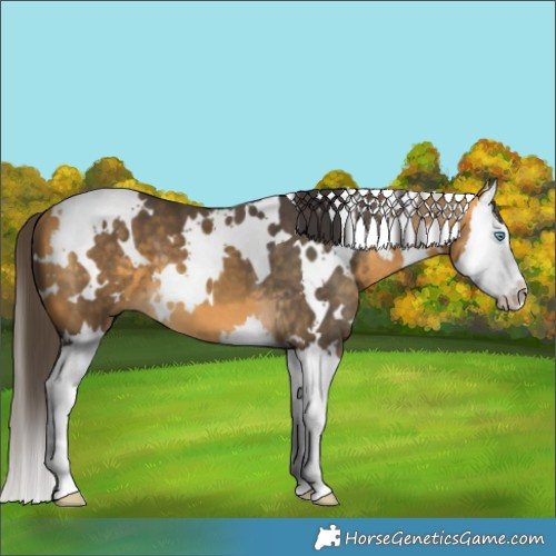Horse Color:White Spotted Buckskin Splash 