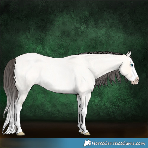 Horse Color:Amber Cream Champagne Roan Dun Splash 