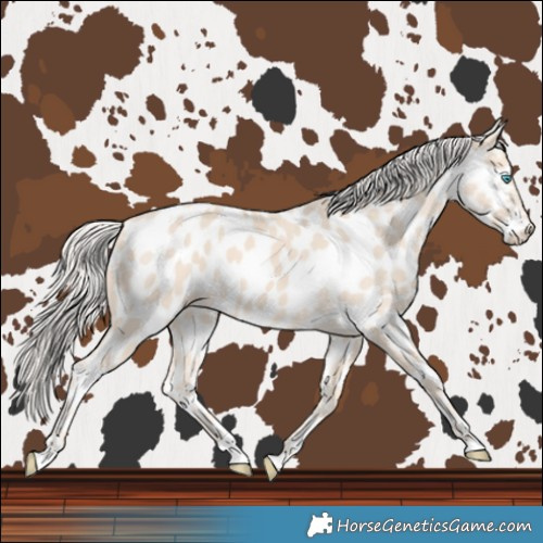 Horse Color:Cremello Near Leopard 
