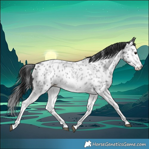 Horse Color:Blue Roan Splash Frame Near Leopard