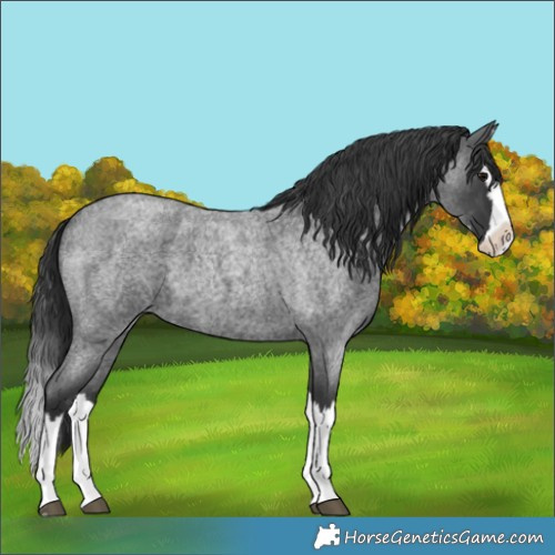 Horse Color:Blue Roan Splash 