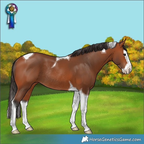 Horse Color:Bay Splash Tobiano Rabicano