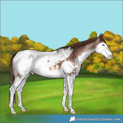 Horse Color:Liver Chestnut Splash Appaloosa