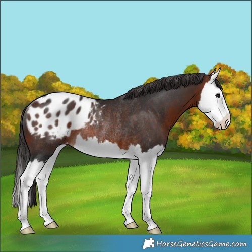 Horse Color:Bay Splash Appaloosa Rabicano 