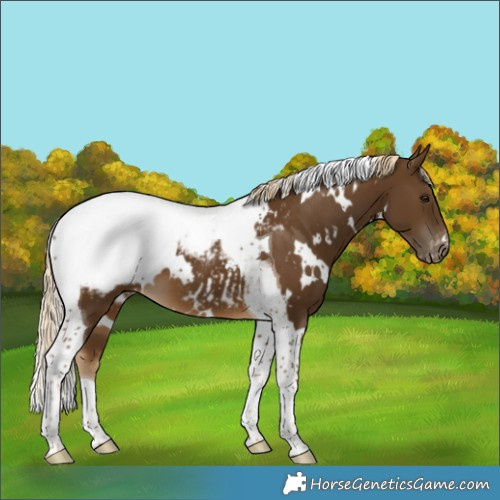 Horse Color:White Spotted Chocolate Palomino Tobiano Appaloosa
