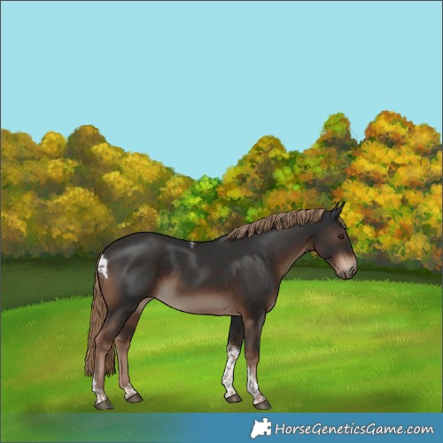 Horse Color:Liver Chestnut Tobiano