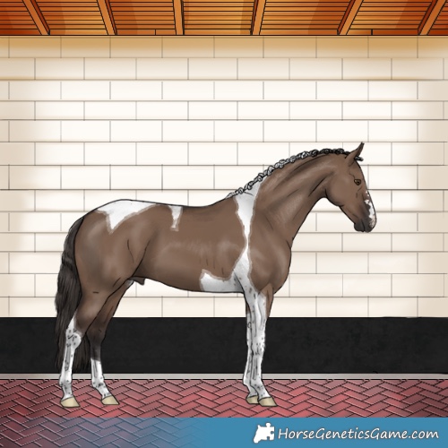 Horse Color:Liver Red Dun Tobiano 