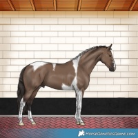 Horse Color:Liver Red Dun Tobiano 