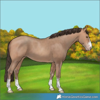 Horse Color:Amber Champagne