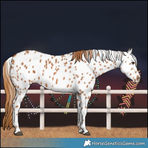 Horse Color:Chestnut Leopard 