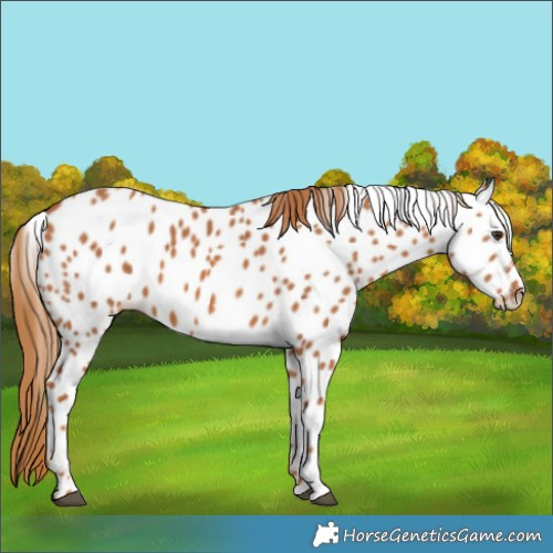 Horse Color:Chestnut Leopard 