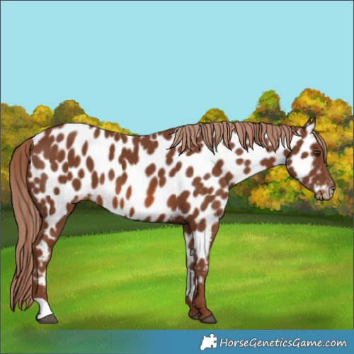 Horse Color:Chestnut Near Leopard 