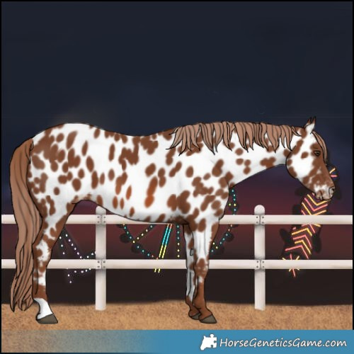 Horse Color:Chestnut Near Leopard 