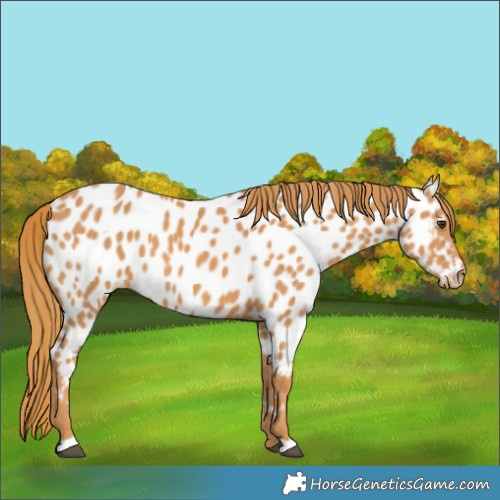 Horse Color:Chestnut Near Leopard 