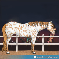 Horse Color:Chestnut Near Leopard