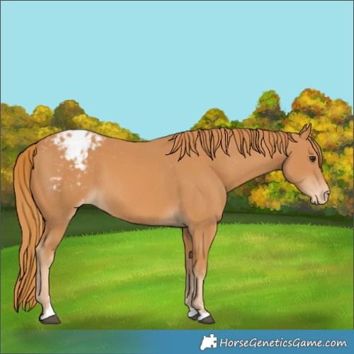 Horse Color:Chestnut Varnish 