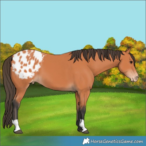 Horse Color:Bay Appaloosa