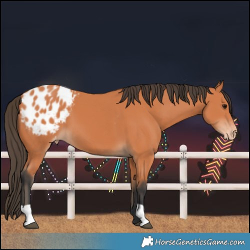 Horse Color:Bay Blanket 