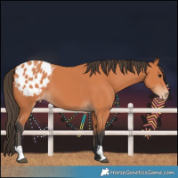 Horse Color:Bay Blanket 