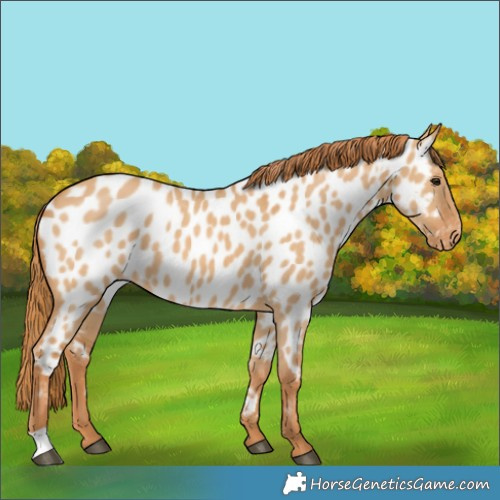 Horse Color:Red Dun Near Leopard 