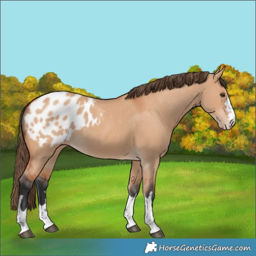 Horse Color:Bay Dun Appaloosa 