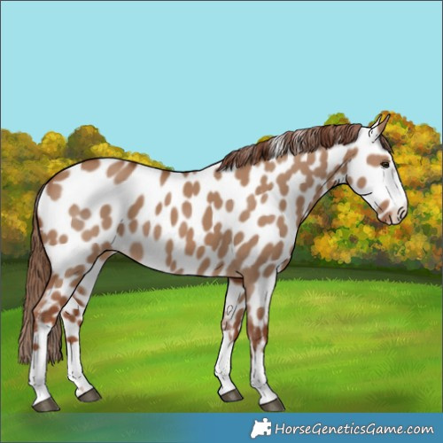 Horse Color:Red Dun Near Leopard