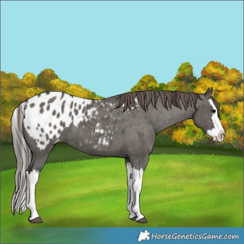 Horse Color:Grullo Splash Blanket 