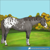 Horse Color:Grullo Splash Blanket