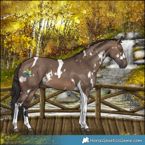 Horse Color:White Spotted Brown Dun Tobiano 